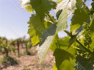 On a vineyard