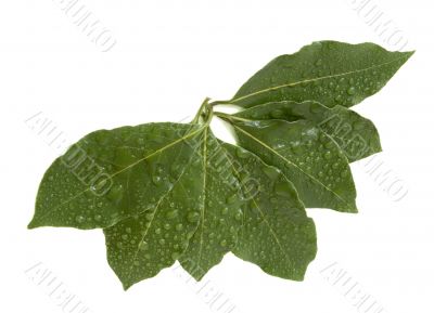 Laurel leaves