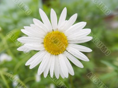 Camomile with drops of water