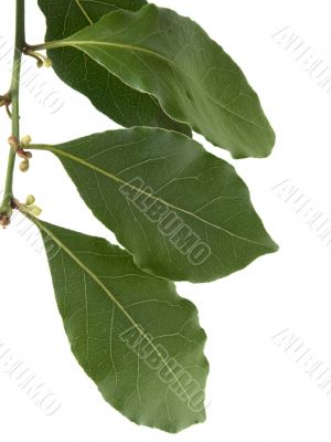 Laurel leaves