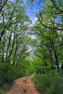 winding path