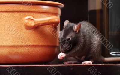 rat in kitchen