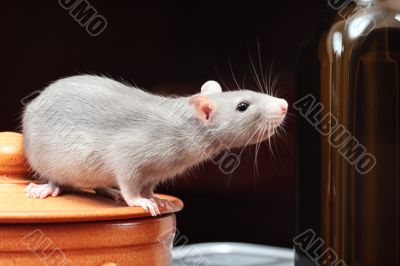 rat in kitchen