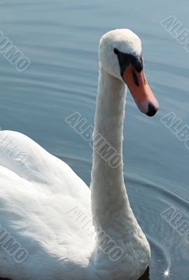 swan on a sunlight