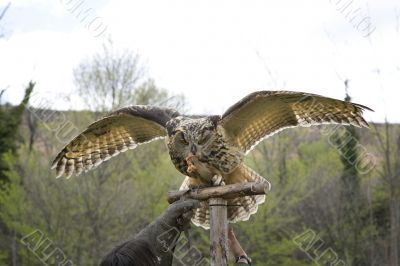 barn owl