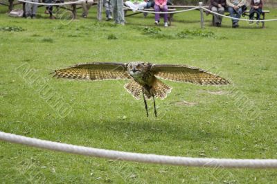 barn owl flying