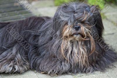 Dog with long hair