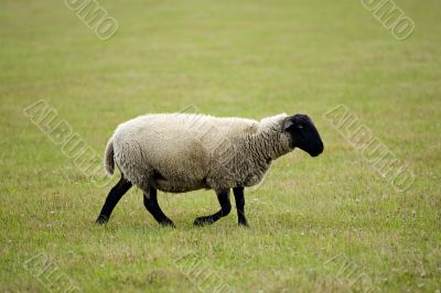 sheep on a meadow