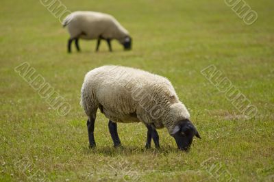 sheep on a meadow