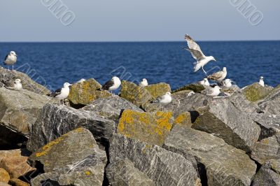 Seagull in the flight