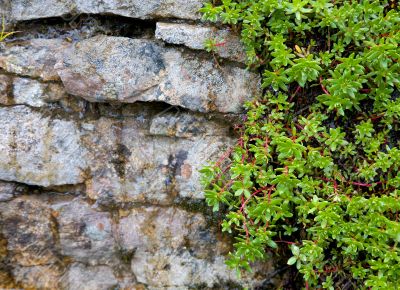 Rock covered with green vegetation