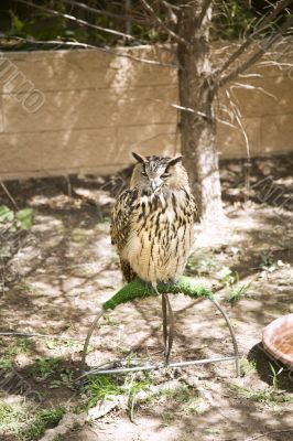 eagle owl