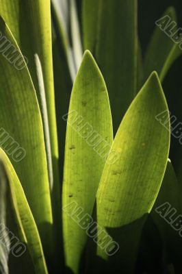 green leaves