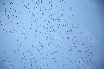 group of birds