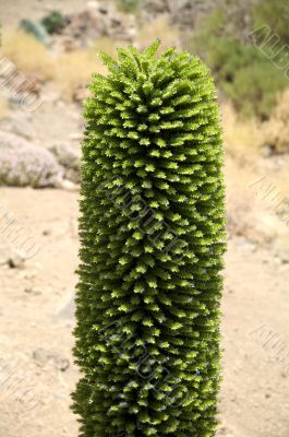 green volcanic plant