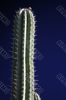 cactus with blue background