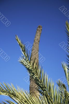 cutting palm