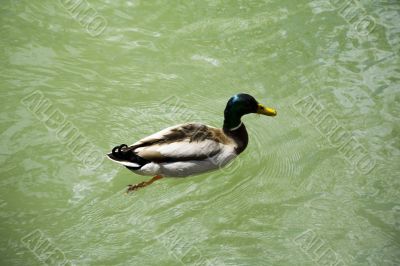 duck swimming