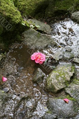 flower in the river