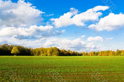 Green field in autumn