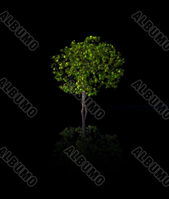 tree