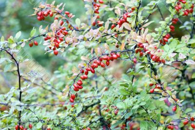 cornelian cherries on branch