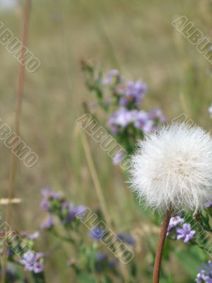 wild flowers in a field