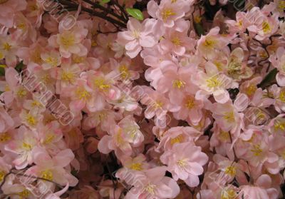 pink and yellow flower close up
