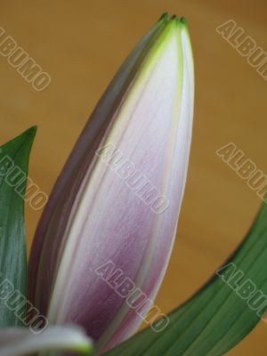 pink flower getting ready to bloom