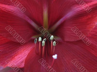 dark red flower close up