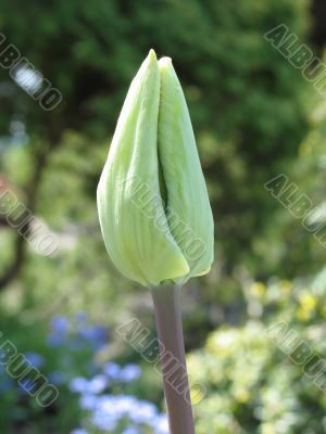 green tulip getting ready to bloom