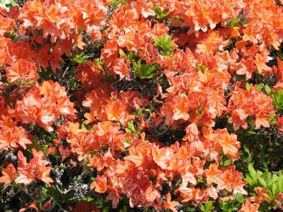 orange rhododendron bush in bloom