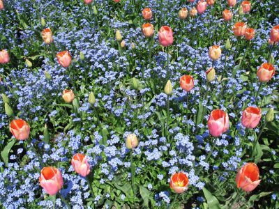 field of pink tulips