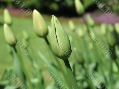 green tulips getting ready to bloom