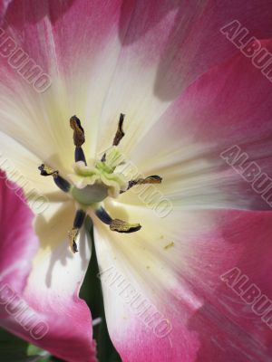 purple and white close-up tulip