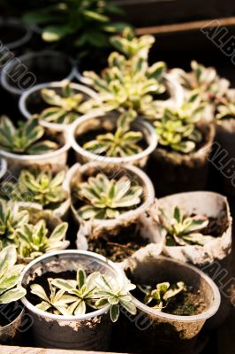 Focus on short plants