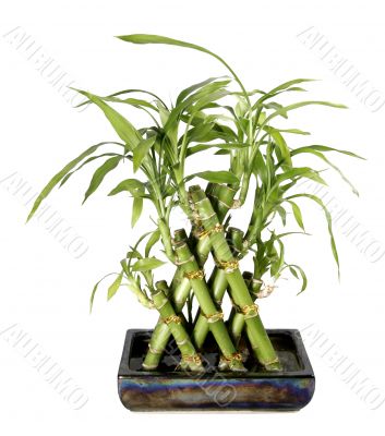bamboo