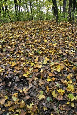fallen leaves