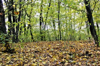 fall forest