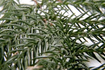 exotic christmas tree