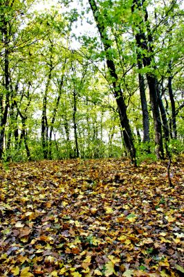 fall forest