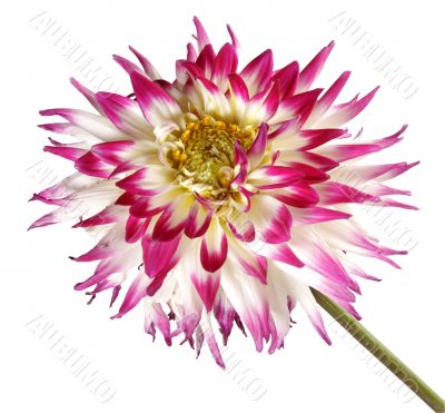 red flower