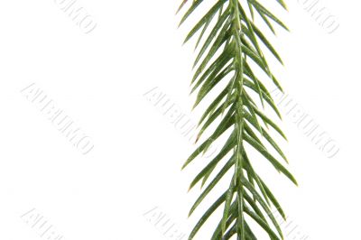 exotic christmas tree