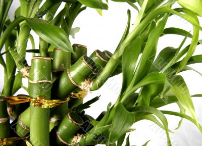 bamboo