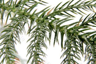 exotic christmas tree