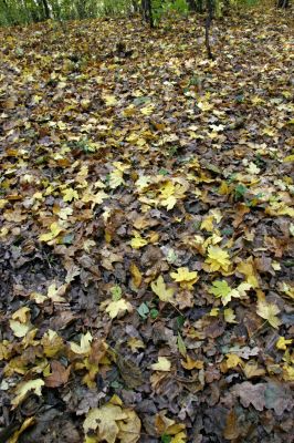 fallen leaves