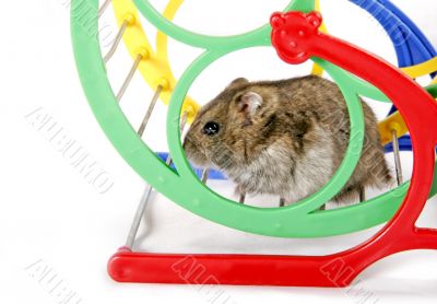hamster in wheel