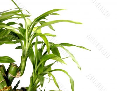 bamboo background