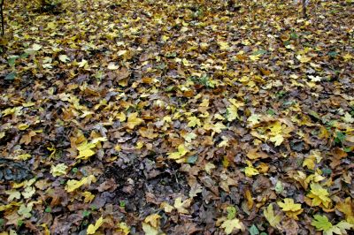 fallen leaves