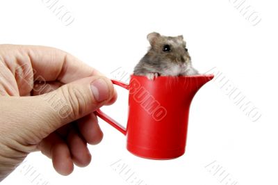 hamster in cup